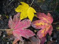 Ahornblätter in Rot und Gelb sowie zweifarbig